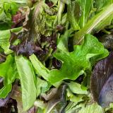 Baby Leaf Salat vom Hof