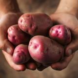 Kartoffeln Rosara vom Hof