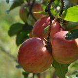 Äpfel Collina aus Sommerland