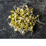 Sprossen Gourmet Mischung