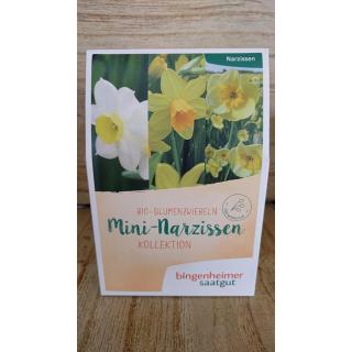 Blumenzwiebeln Mini-Narzissen Kollektion