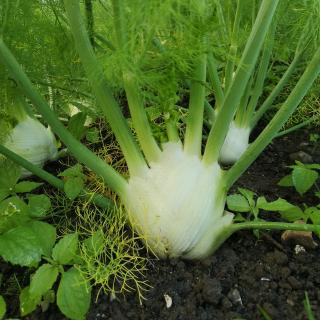 Fenchel vom Hof