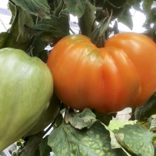 Fleischtomaten "Sonnenherz" vom Hof