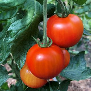 Tomaten rund Varität Devotion vom Hof