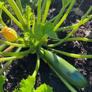 Zucchini vom Hof