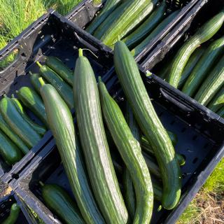 Gurken Angebotskiste 10 Stück