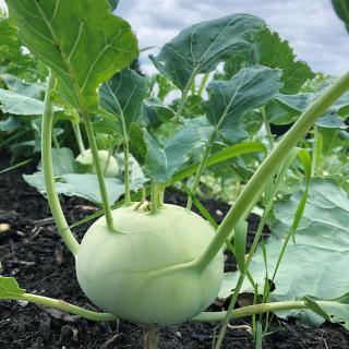 Kohlrabi vom Hof