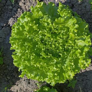 Salat Batavia vom Hof