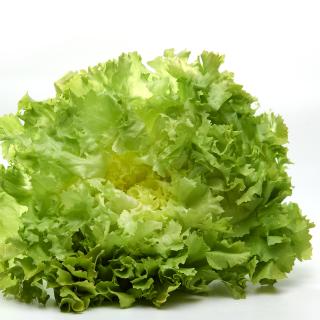 Salat Endivie vom Hof