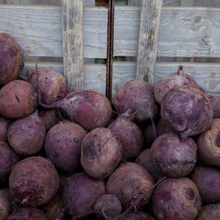 Rote Bete, kleine Sortierung vom Hof