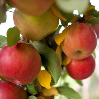 Äpfel Gravensteiner aus Sommerland