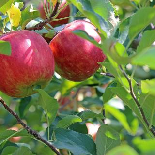 Äpfel Deljonka aus Sommerland