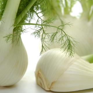 Fenchel