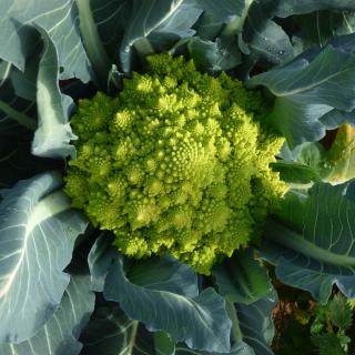 Romanesco (Blumenkohl)