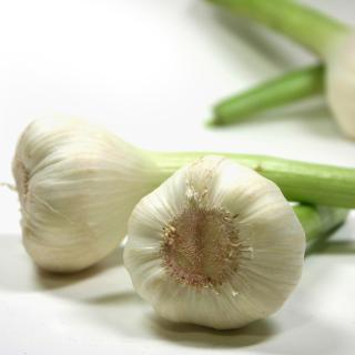 Knoblauch frisch