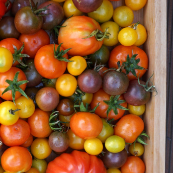 Cherrytomaten Mix Angebotskiste 3kg vom Hof