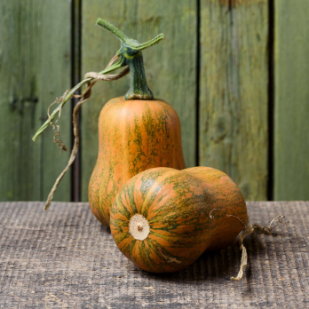 Kürbis Honeynut vom Hof