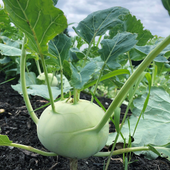 Kohlrabi vom Hof