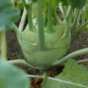 Kohlrabi Superschmelz vom Hof