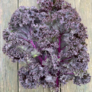 Roter Grünkohl Redbor vom Hof