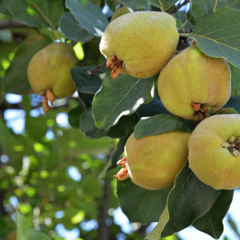 Quitten aus Sommerland