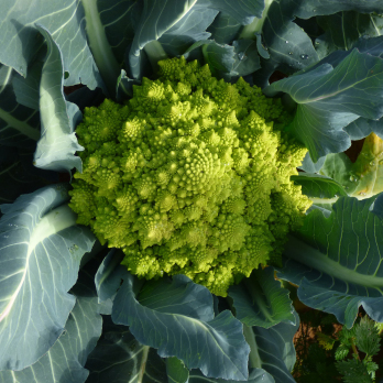 Romanesco (Blumenkohl)