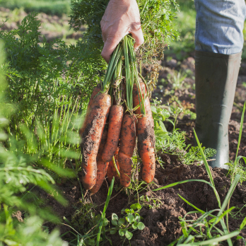 Dannwischer Hofgemüsekiste S