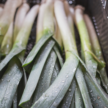 Porree / Lauch vom Hof