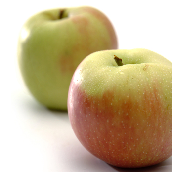 Äpfel Finkenwerder Herbstprinz aus Sommerland